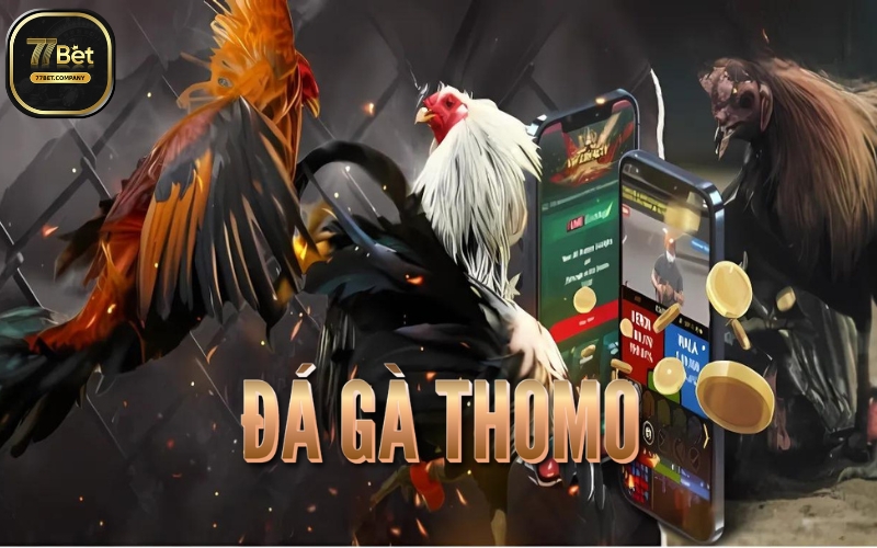 Đá Gà Thomo 77Bet – Sân chơi của những tay chơi sành điệu 1 da ga thom 77bet